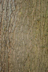 wood texture