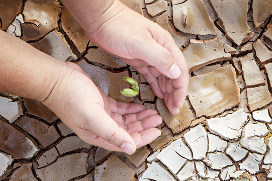 Hands defending green tree sprout on cracked ground, conservation concept