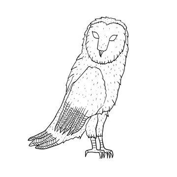 Eagle owl. Birds. Black white hand drawn doodle. Vector illustration