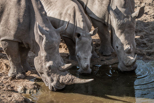Three White rhinos drinking