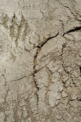 wood texture