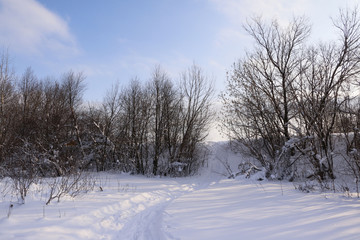 Field full of snow and trees background in winter day