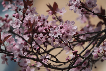 beautiful blossom branch on soft bokeh background