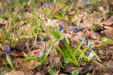 Лесная подстилка ранней весной. Первые весенние пролески