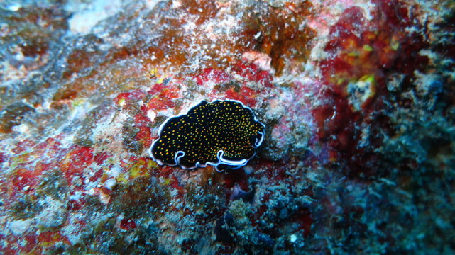 Sea slug in Mauritius