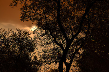 Olivenbaum im Mondlicht sepia © motivthueringen8