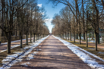 View of spring alley with trees.