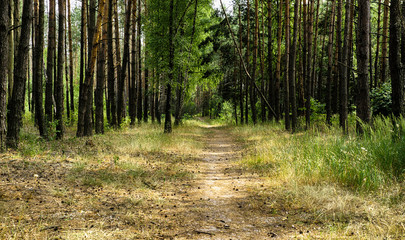 Alley footpath in the pine forest HDR effect