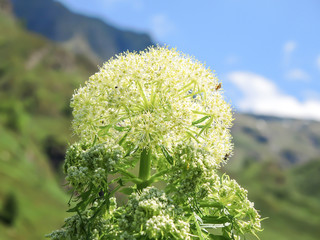 Allium victorialis. Orobie Alps