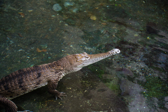 Kaiman im Fluss