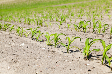 corn field. Spring  