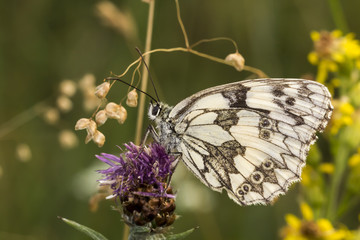 Melanargia galathea, Marbled White butterfly from Lower Saxony, Germany, Europe