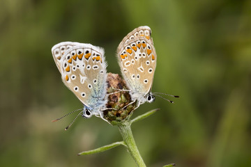 Polyommatus icarus, Common Blue butterfly from Lower Saxony, Germany