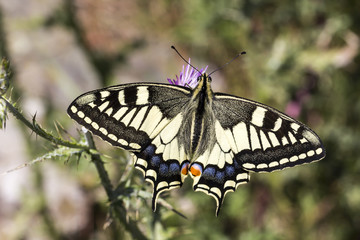 Fototapeta premium Papilio machaon, Swallowtail butterfly from Italy, Europe