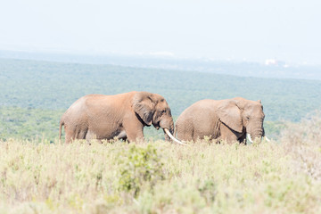 Two African Elephant bulls