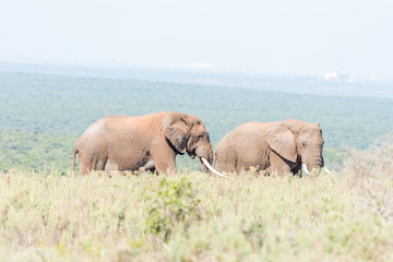 Fototapeta premium Two African Elephant bulls