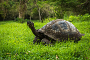 Galapagos giant tortoise eating grass in woods