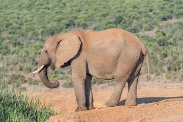 Fototapeta premium Young African Elephant bull