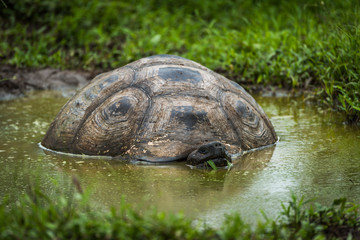 Galapagos giant tortoise wallowing in muddy pool