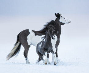 Fototapeta na wymiar Mare whit blue-eyed foal on winter field