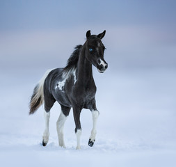 Blue-eyed foal walks on snowfield