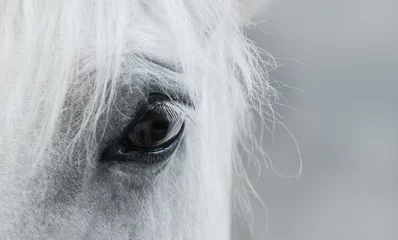 Foto auf Acrylglas Auge des weißen Mustangs © Kseniya Abramova