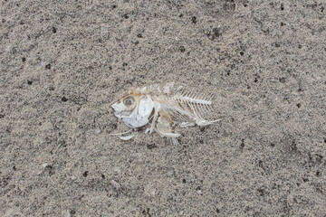 However, bone fish, dead fish because the water.