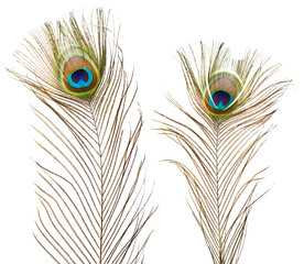Peacock feathers