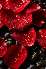 Rose petals on stones background