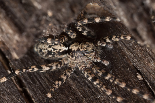 Wolf spider, Acantholycosa lignaria on wood