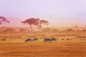 Fototapeta na wymiar African zebras on grassland, Kenyan National park