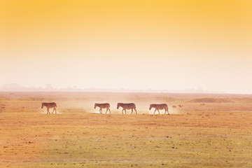 Fototapeta na wymiar African landscape with walking herd of zebras