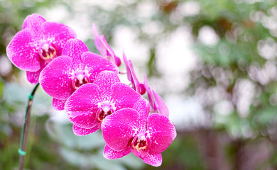 Orchids