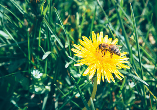 Bee collects nectar on a yellow dandelion
