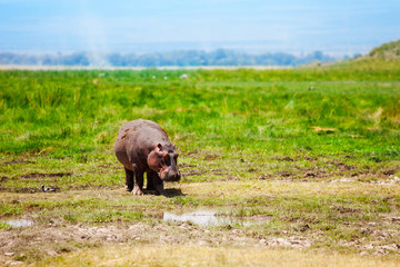 Hippos cub at the bog, National Park Masai Mara