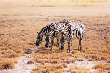 Obraz na płótnie Canvas Three zebras pasturing at plain of Kenya, Africa