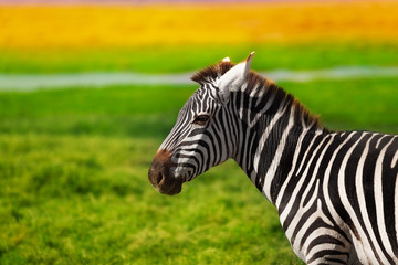 Fototapeta na wymiar Close-up portrait of beautiful African zebra