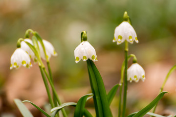 M&auml;rzenbecher - Fr&uuml;hling im Wald
