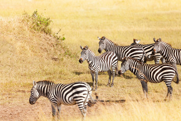Fototapeta na wymiar Zebra's grazing on grassland in Amboseli, Africa