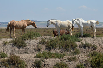 caballos en la marisma
