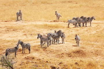 Fototapeta na wymiar Great migration of zebras in Masai Mara, Africa