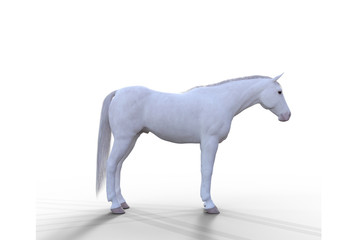Fototapeta premium Cavalo branco com a cabeça virada para a direita.