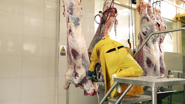 Watch a skilled butcher expertly slice a cattle carcass in half in this captivating static shot.