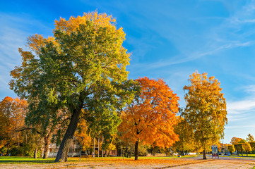 Naklejka premium Autumn in central park of Jurmala, Latvia