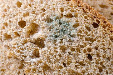 Schimmelbrotmakro (mit kleinen 