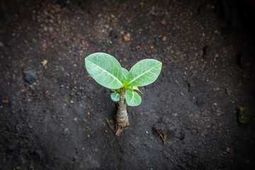 Abstract photo of world, tree and nature conservation idea.