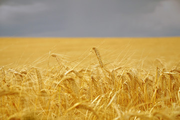 Yellow wheat field in perspective and ears close-up.