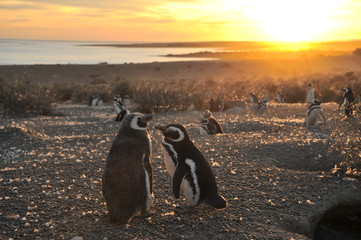 Naklejka premium Magellanic Penguins, early morning at Punto Tombo, Patagonia
