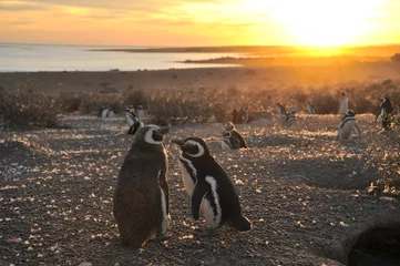 Papier Peint photo Lavable Pingouin Manchots de Magellan, tôt le matin à Punto Tombo, Patagonie