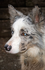Border collie dog
